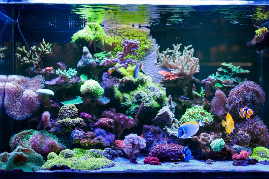 Home Coral reef aquarium