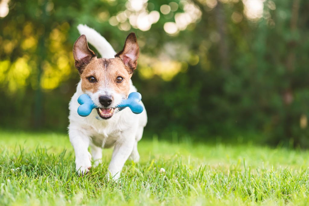 Jack Russell Terrier playing on green grass