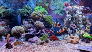LPS corals dominated reef aquarium