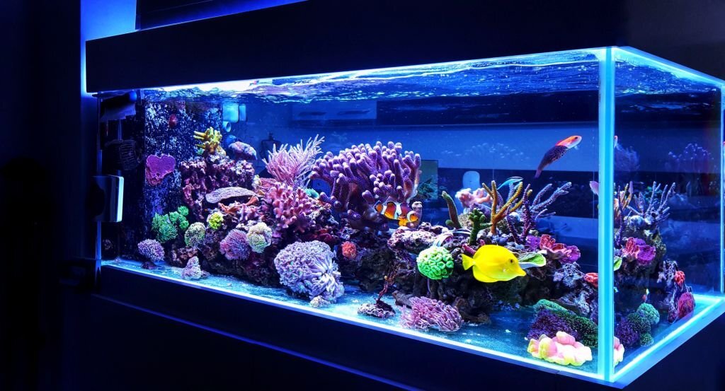 Reef aquariums are one of the most beautiful addition in our homes