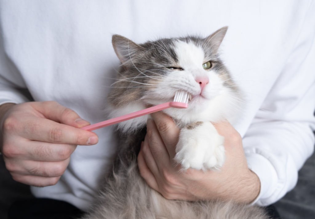 toothbrush for cat