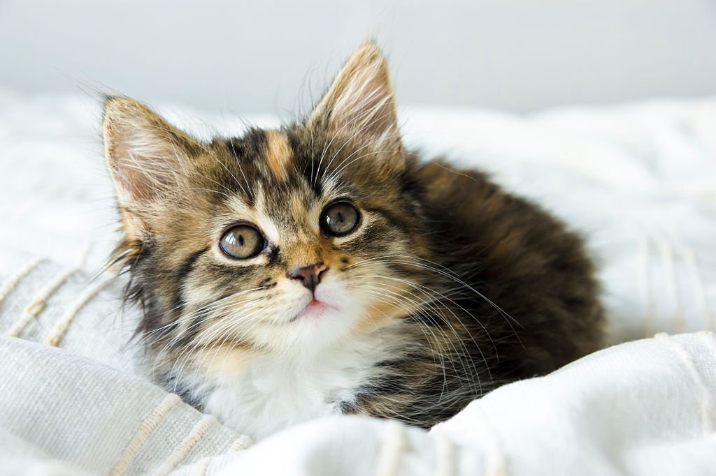 Cute tabby kitten sitting on the bed cover