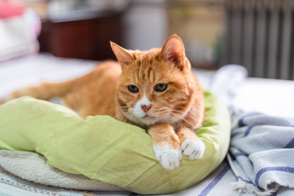 Ginger cat years on the bed in a blanket. cozy home and relax concept