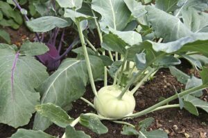 Can Dogs Eat Kohlrabi Uncooked?