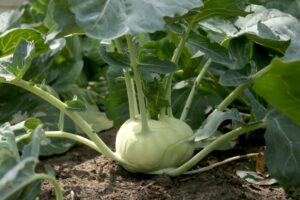 Is kohlrabi more healthy for the dog, uncooked or cooked?