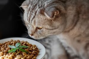 What number of cups of meals ought to I feed my cat?