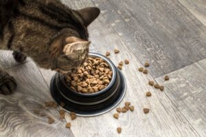 What number of cups of cat food is a Pound?