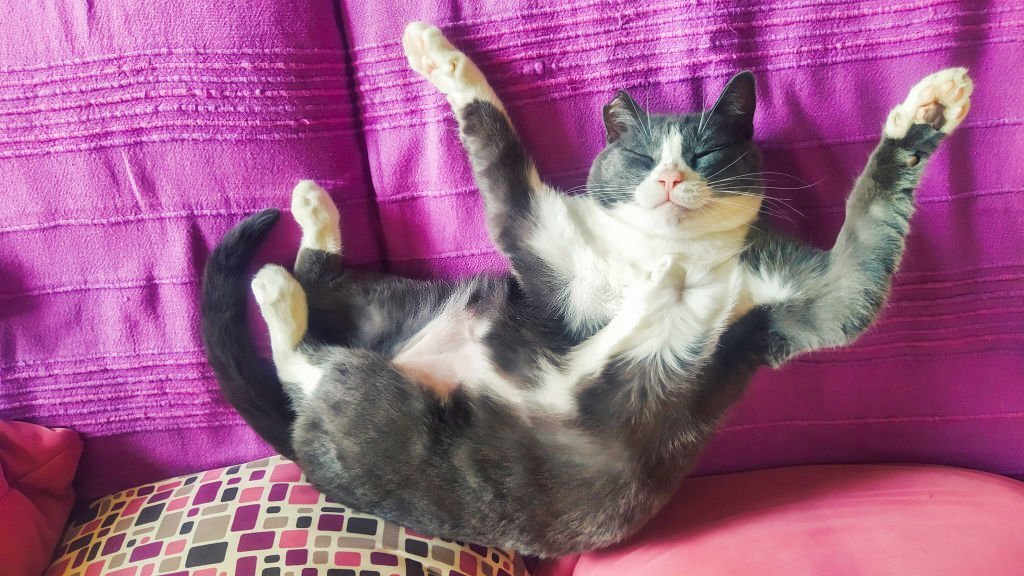 Happy cheerful cat is sleeping on her back with paws raised on a couch.
