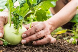 Is kohlrabi leaves good for dog?