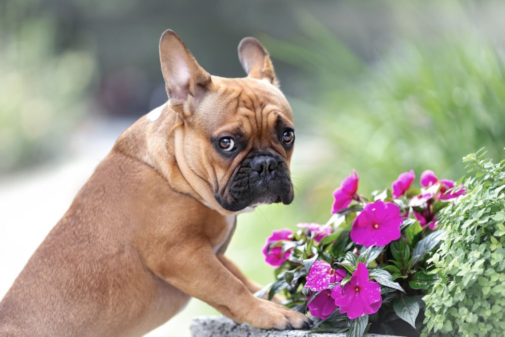Are French Bulldogs Puppies Hyperactive, And How Hyperactive Are They?