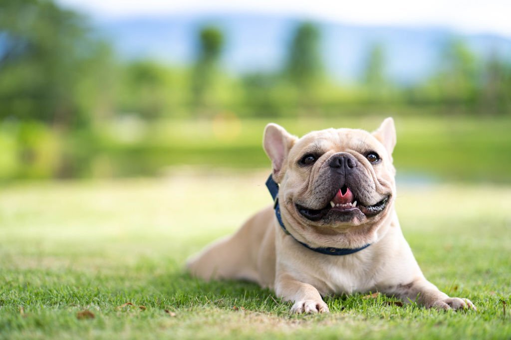 Will a French Bulldogs Puppies Calm Down getting older?