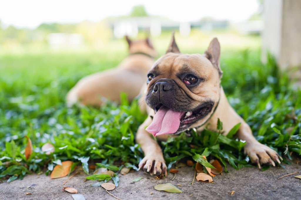 How to Make Hyperactive French Bulldogs Puppies To Be Calm Down?