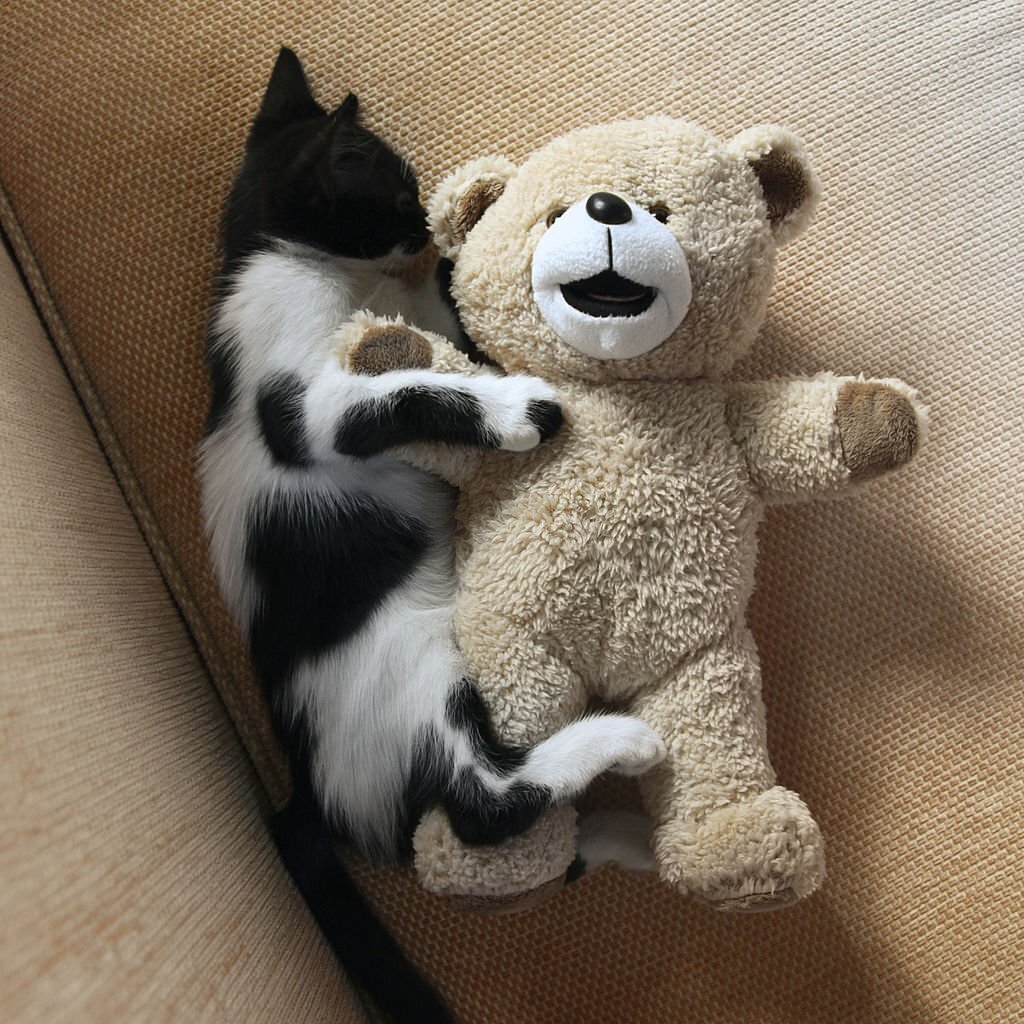 Cat Teddy Bear Cut VS Cat Lion Cut