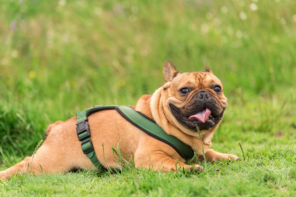 Will French Bulldog Puppies Bite Their Pet Parent?