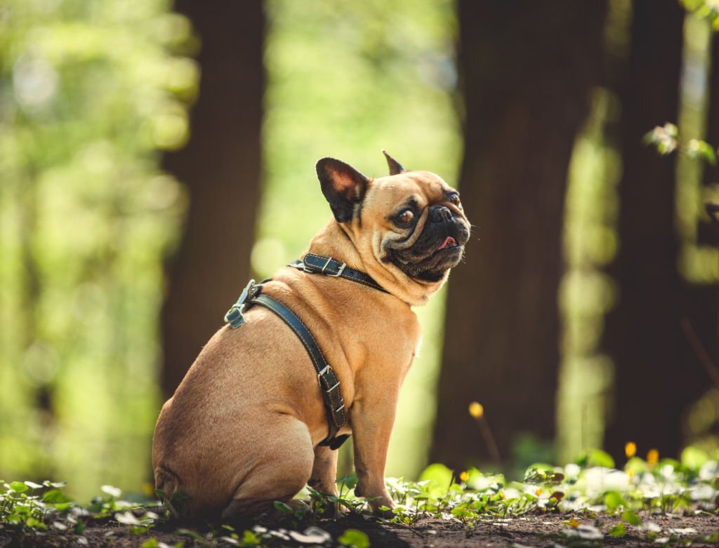 What Time to Consult a Pet Doctor About Your French Bulldog Puppis’s Hyperactive Behavior?