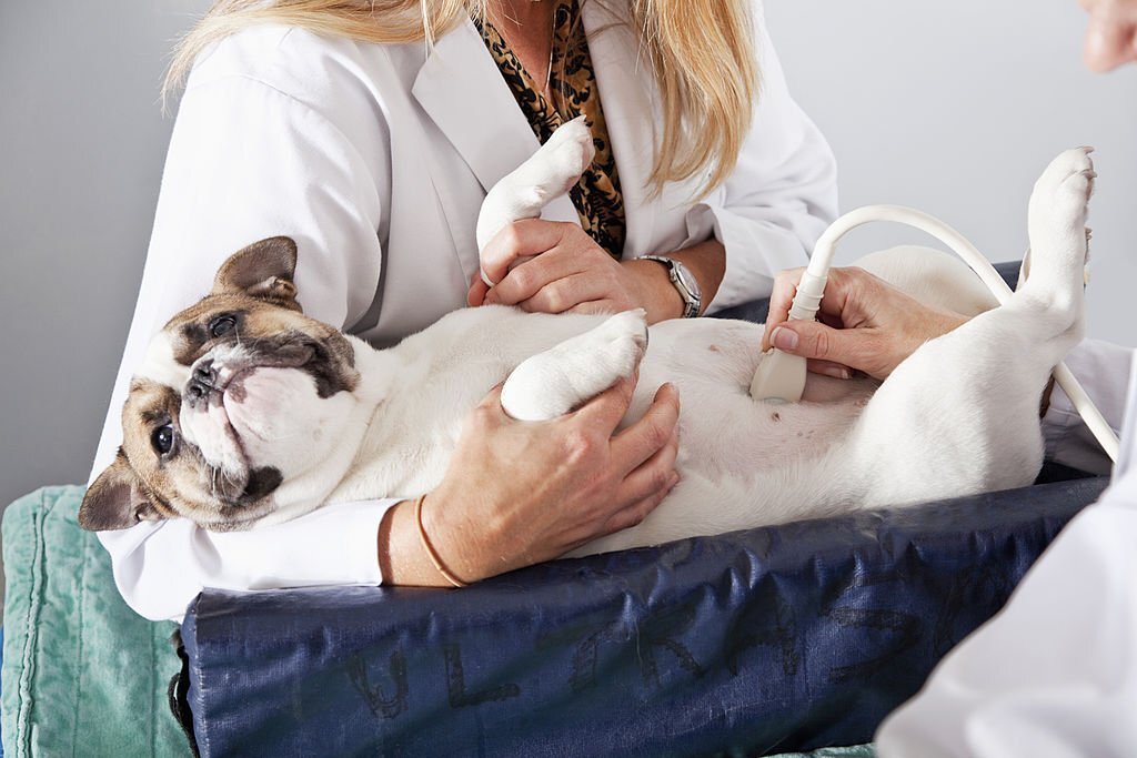 What to Mind When Cleansing a Canine’s Soiled Belly